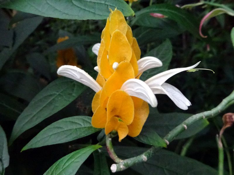 �p�L�X�^�L�X�E���e�A(Pachystachys lutea)