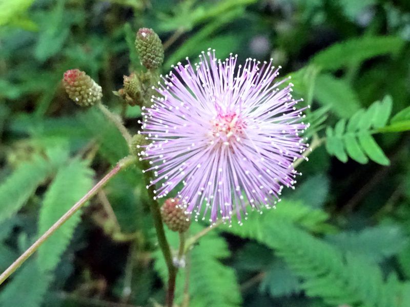 �~���U�iMimosa�j