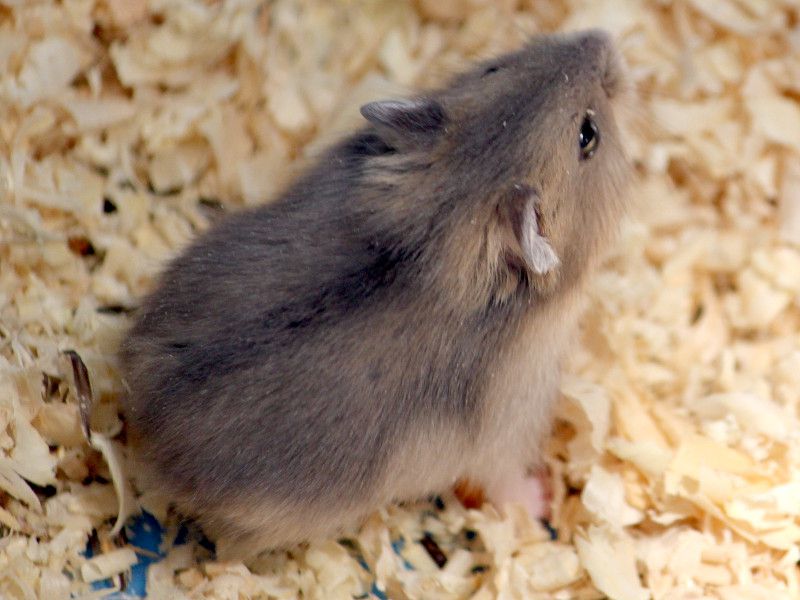 �n���X�^�[�ihamster�j