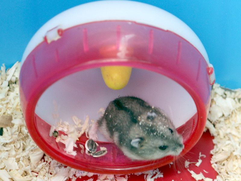 �n���X�^�[�ihamster�j