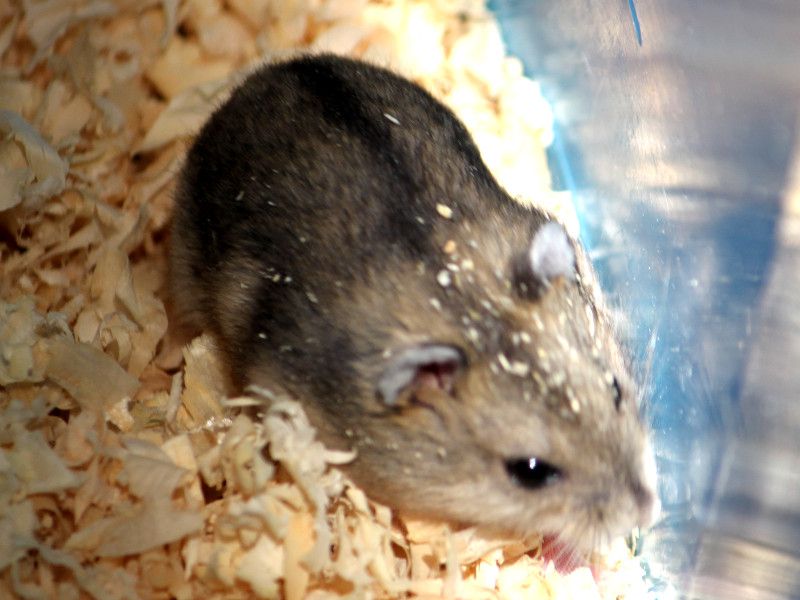 �n���X�^�[�ihamster�j