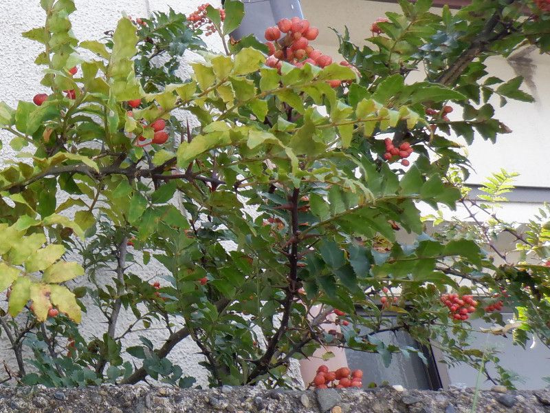 �R��