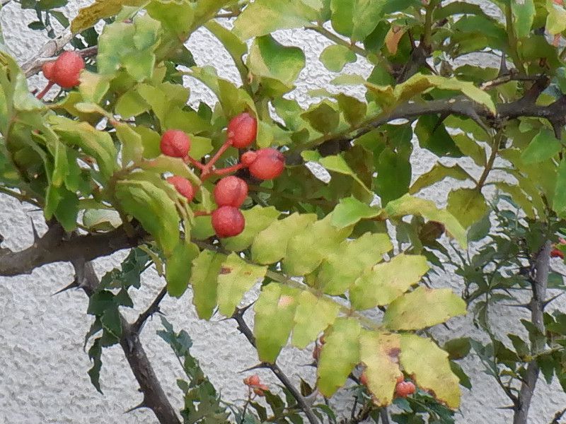 �R��