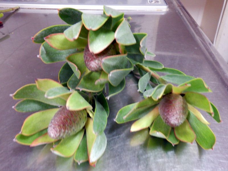�����[�J�f���h�����iLeucadendron�j