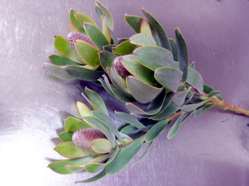 �����[�J�f���h�����iLeucadendron�j