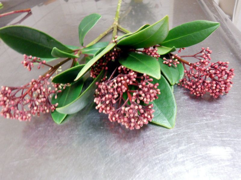 �X�L�~�A�E���x��(Skimmia rubella)