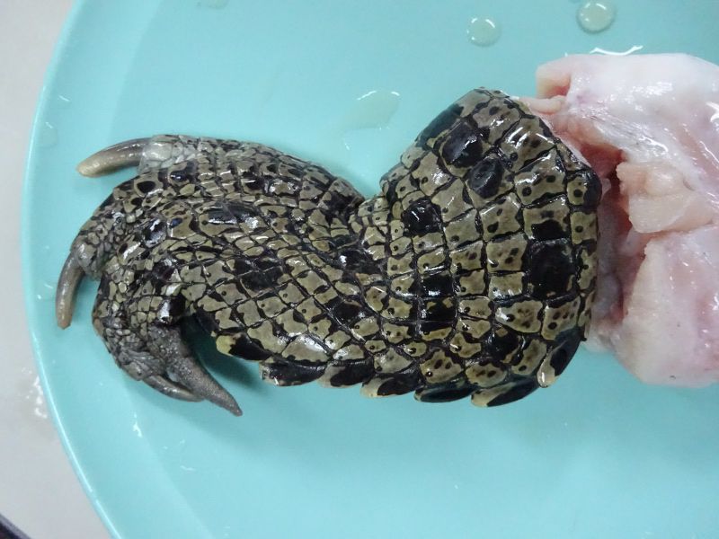 �N���R�_�C���iCrocodile�j