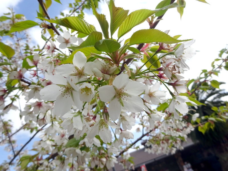 �J���U�L�I�I�V�}