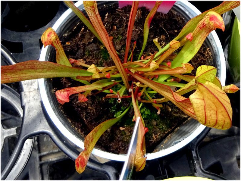Sarracenia