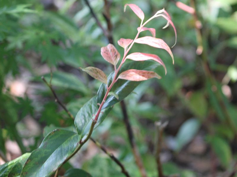 �Z�C���E�C���i���e��