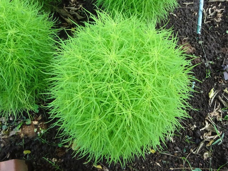 �z�E�L�M(ⴖ؁A�w���FBassia scoparia)