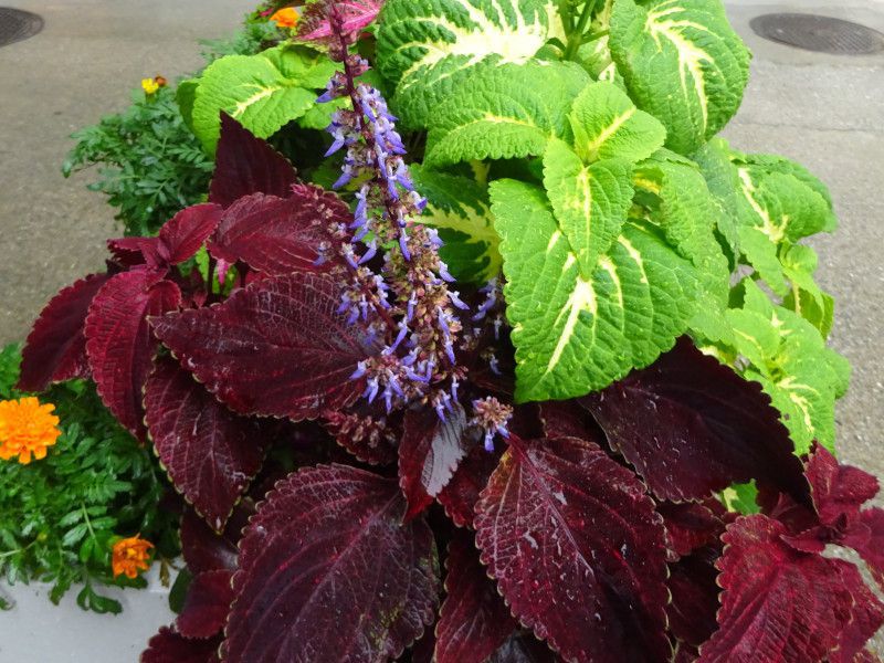 �R���E�X(Coleus)