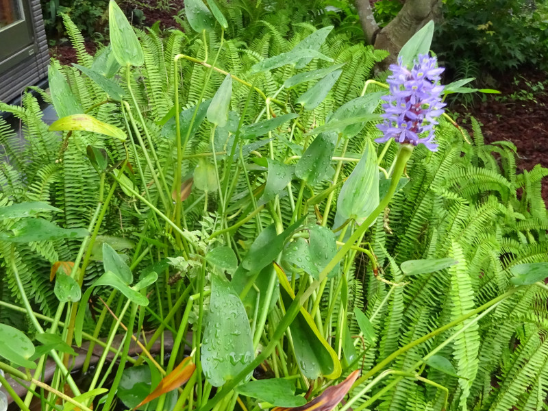 �|���e�f���A�E�R���_�[�^(Pontederia cordata)