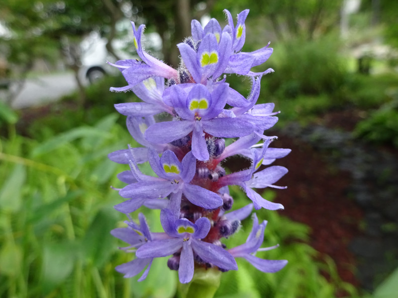 �|���e�f���A�E�R���_�[�^(Pontederia cordata)