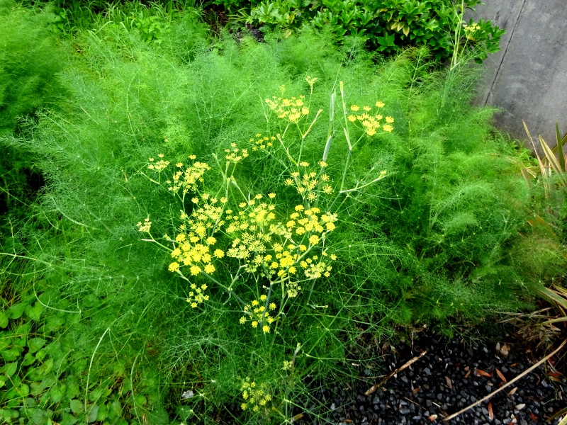 �t�F���l���ifennel�j