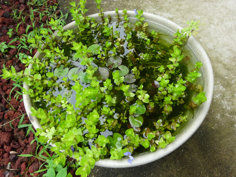 �|���e�f���A�E�R���_�[�^(Pontederia cordata)