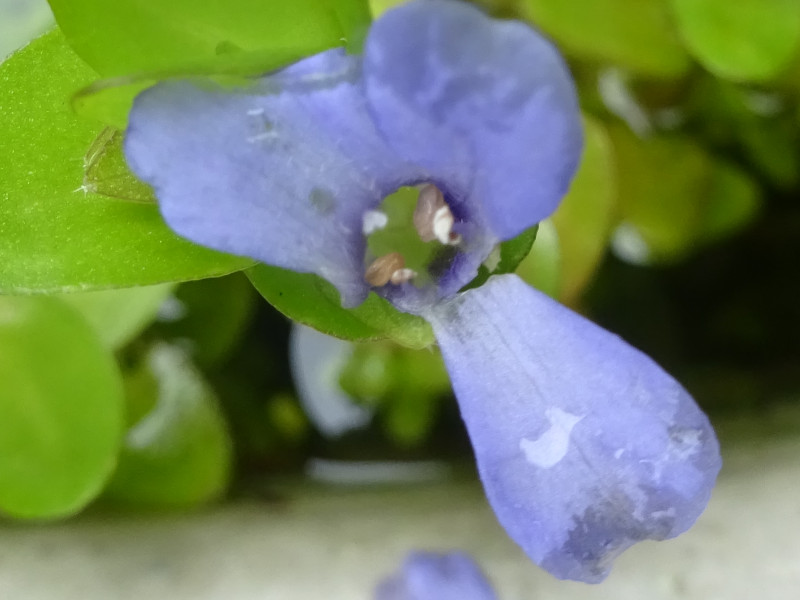 �|���e�f���A�E�R���_�[�^(Pontederia cordata)
