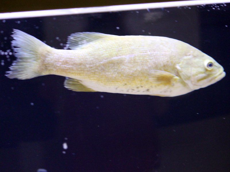 �R�N�`�o�X�i����Bass�j