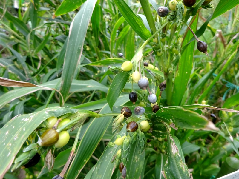 �W���Y�_�}�i����ʁA�w���FCoix lacryma-jobi�j