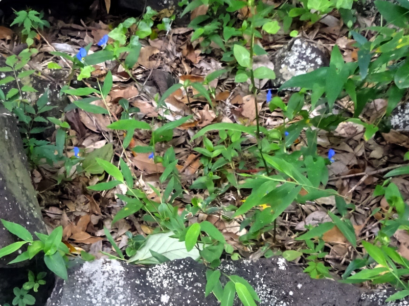 �c���N�T