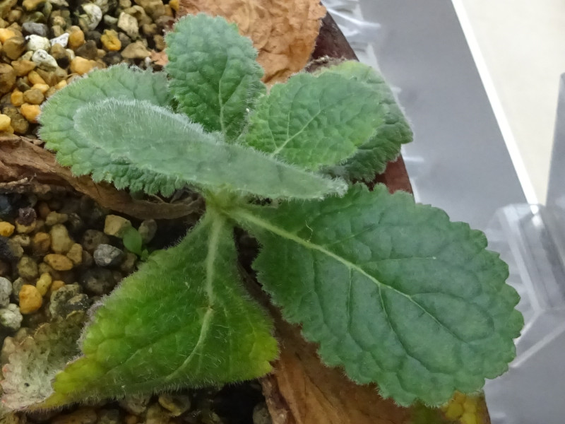 �Z�����S�}�i�痢�Ӗ��A�w���FRehmannia japonica�j