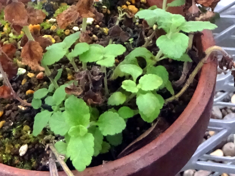 �Z�����S�}�i�痢�Ӗ��A�w���FRehmannia japonica�j