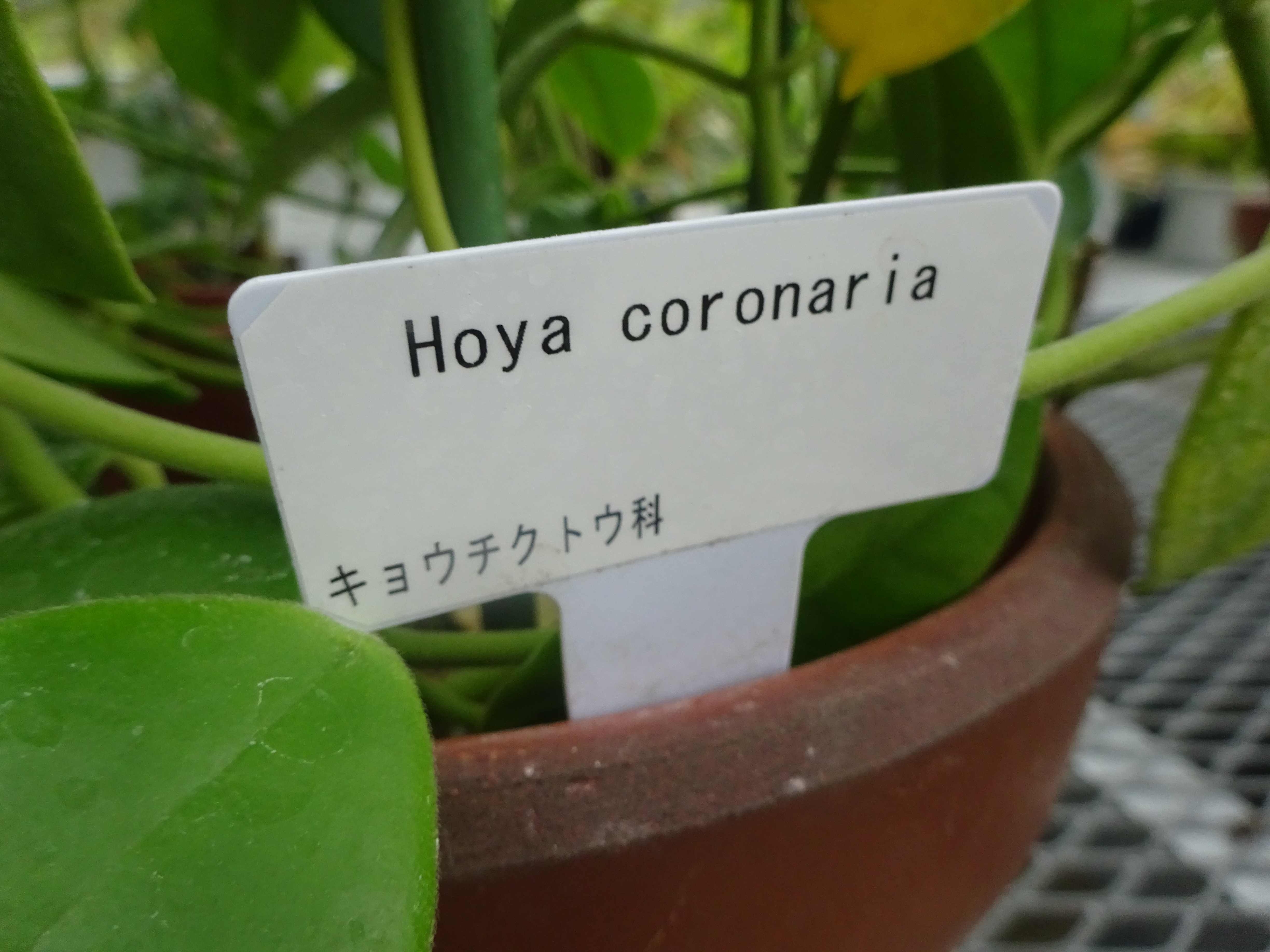 �z���R���i���A