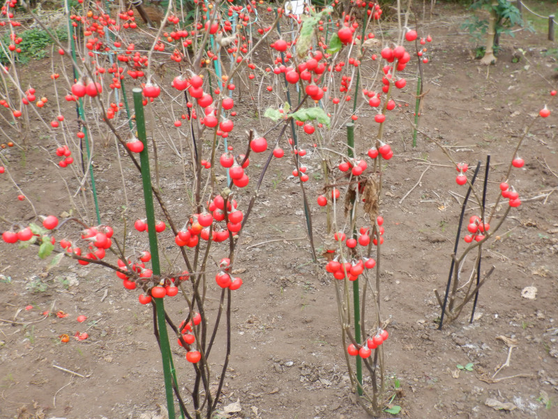 �\���k��(Solanum)
