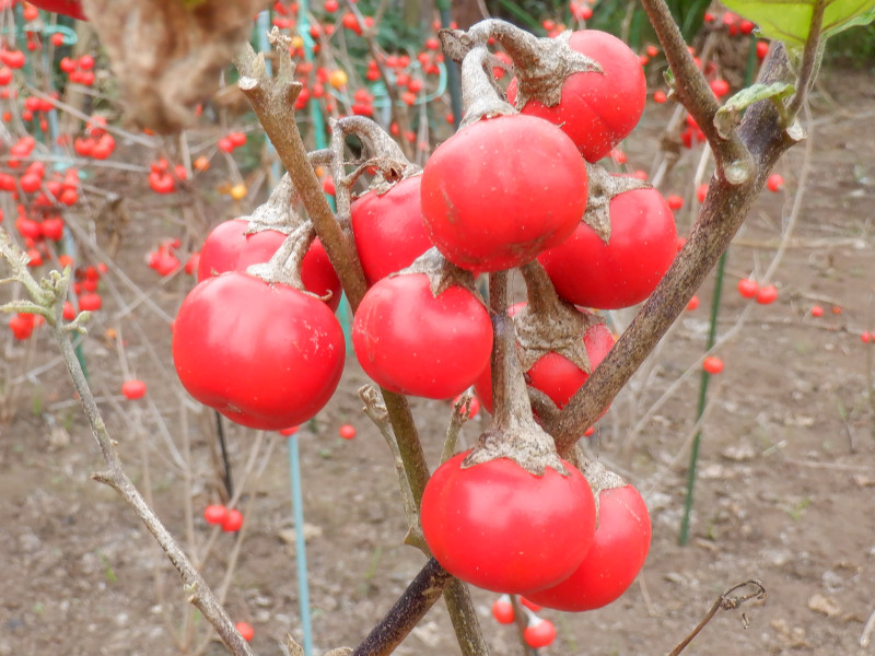 �\���k��(Solanum)