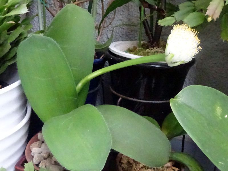 �}���n�P�I���g�i�����і��N�A�w���FHaemanthus albiflors�j