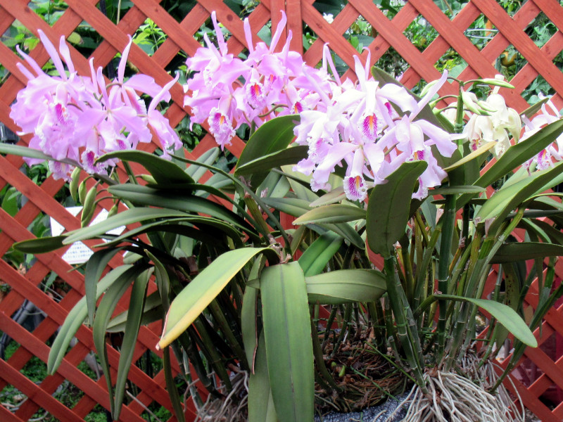 C. maxima carnea 'Mei'�@�}�L�V�}�@�J�[�l�A�@�f���C�f