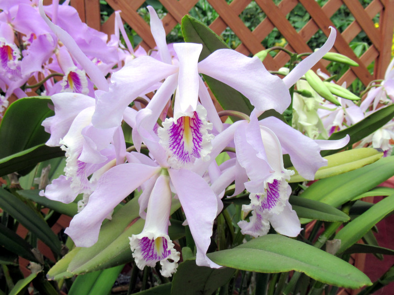 C. maxima carnea 'Mei'�@�}�L�V�}�@�J�[�l�A�@�f���C�f
