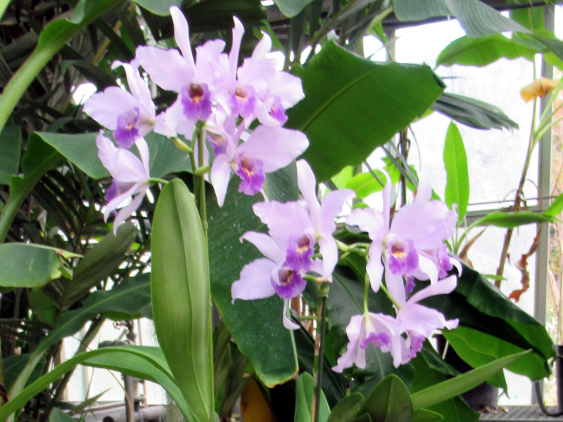 �����I�J�g���A ���O���C �e�u���[�w�u���f�i�iLc.Wrigleyi �eBlue Haven�f�j