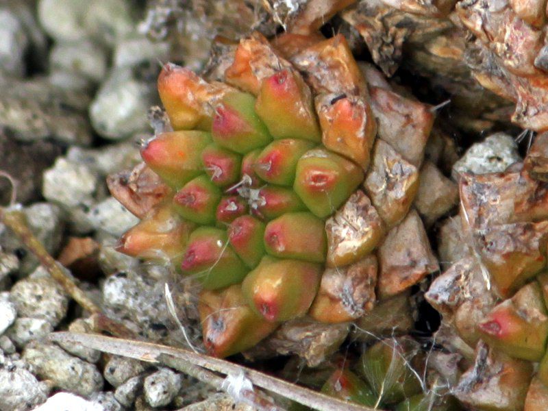Mammillaria bucareliensis 'erusamu'