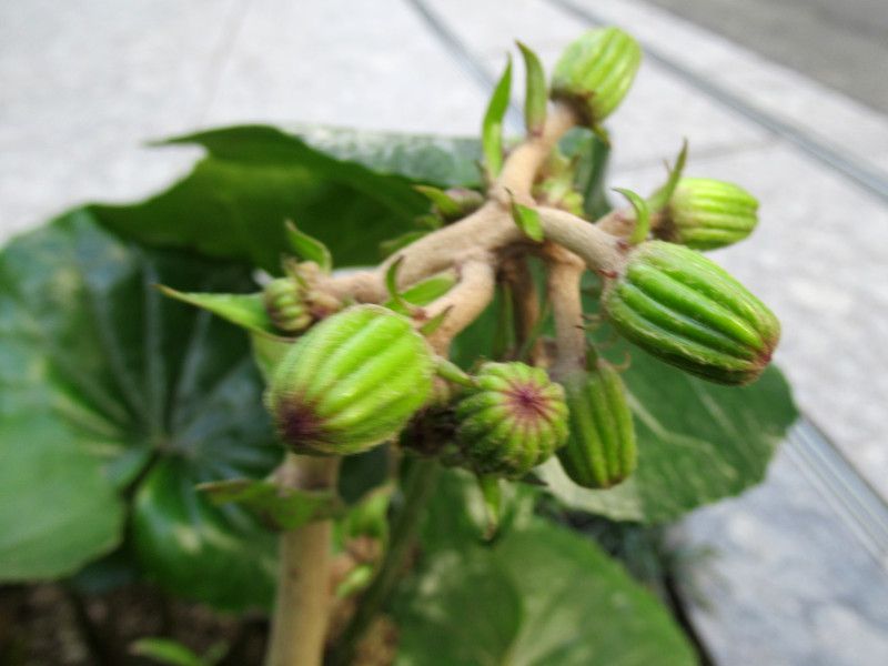 �c���u�L