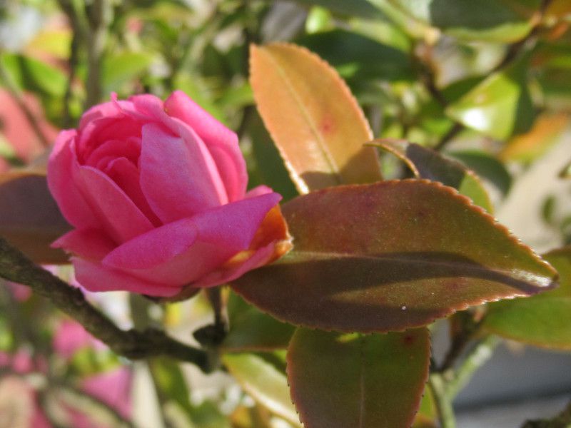 �q�N�}�I�g���i���n�����j