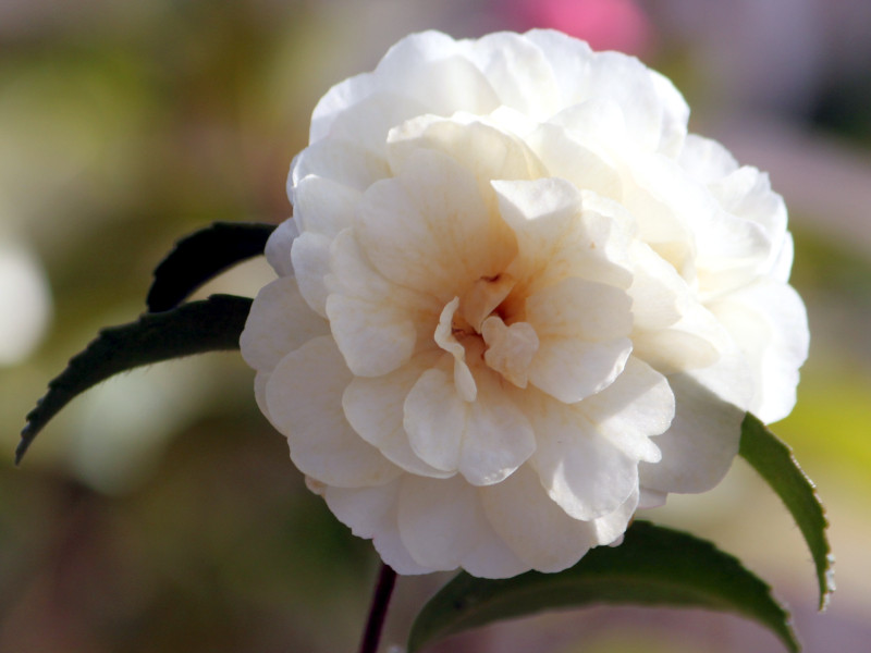 �q���V���M�N�i�P���e�j