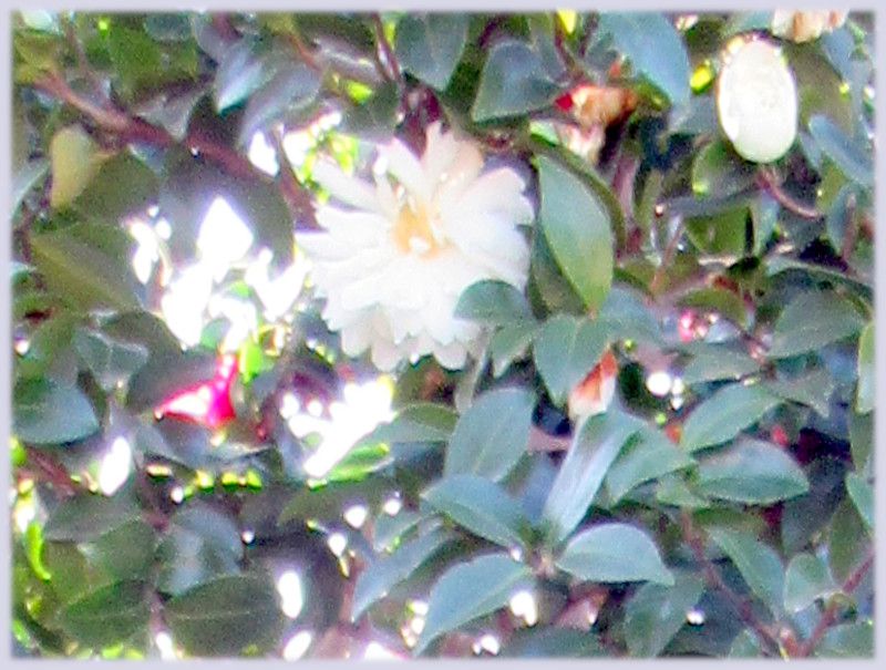 �x�m�̕�