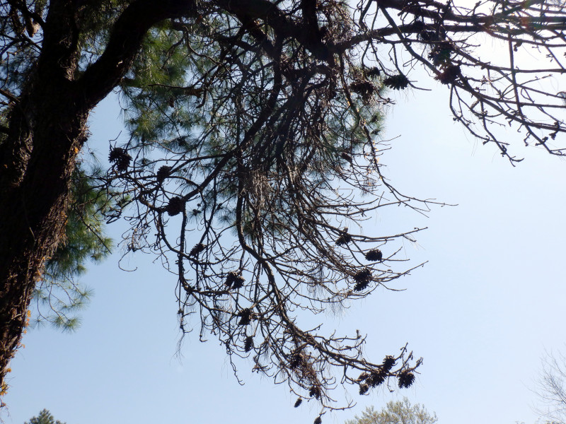 �e�[�_�}�c�itaeda���A�w���FPinus taeda�j