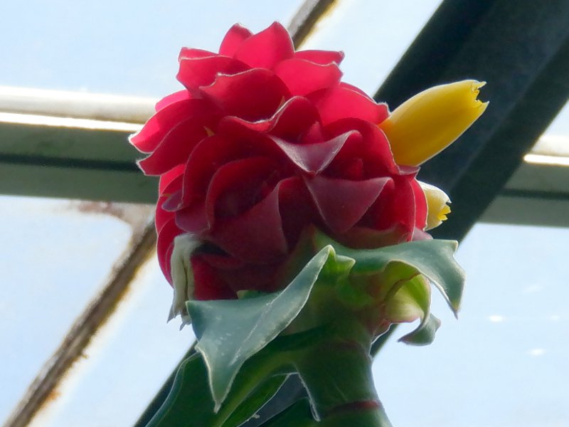 costus-comosus