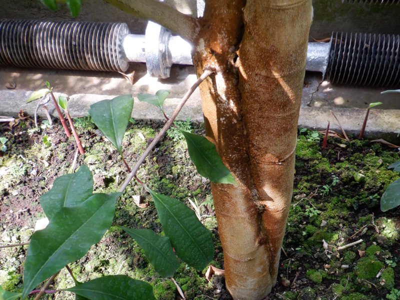 �N���[�u�iSyzygium aromaticum�j