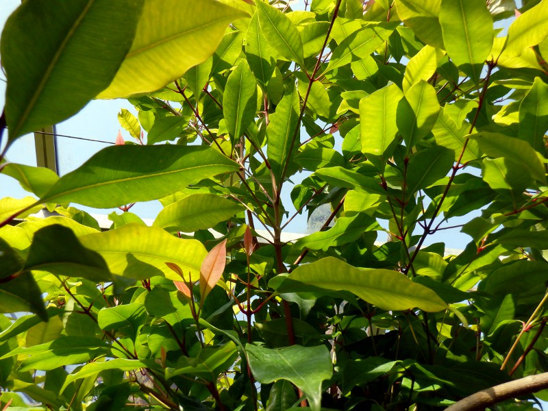 clove