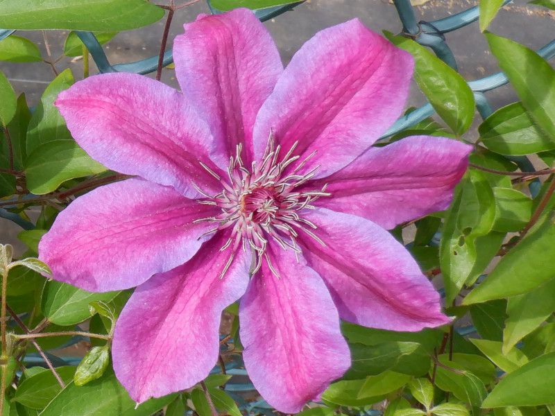�N���}�`�X mrs-n.tompson