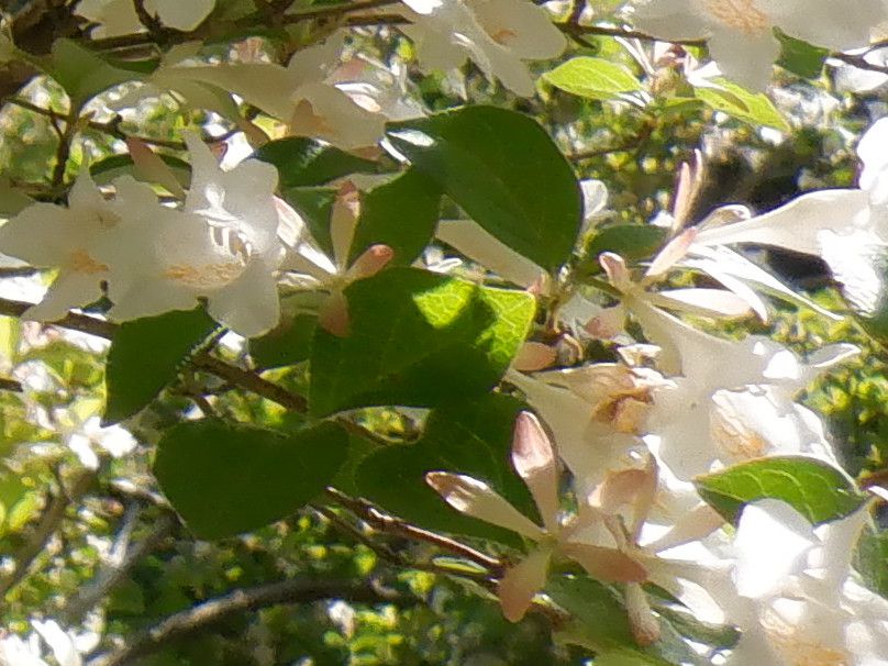 �c�N�o�l�E�c�M�i�ՉH����؁A�w���FAbelia spathulata�j