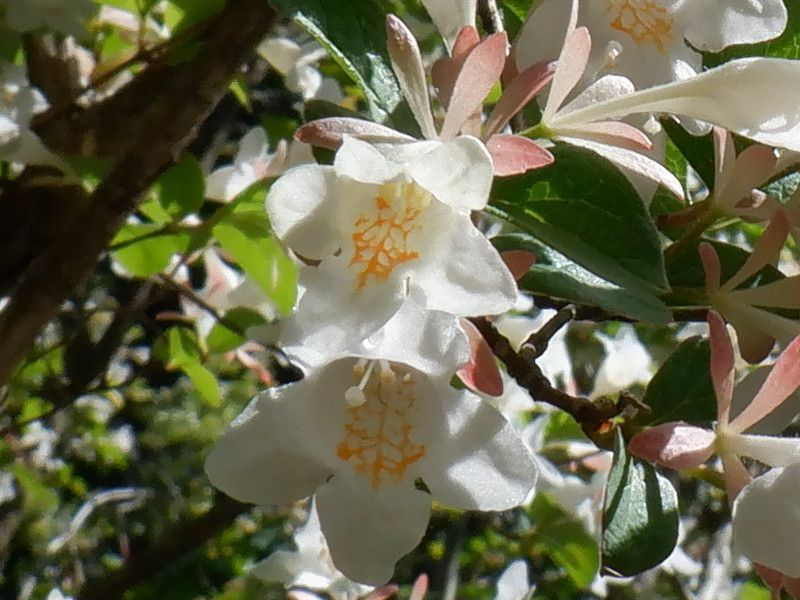 �c�N�o�l�E�c�M�i�ՉH����؁A�w���FAbelia spathulata�j