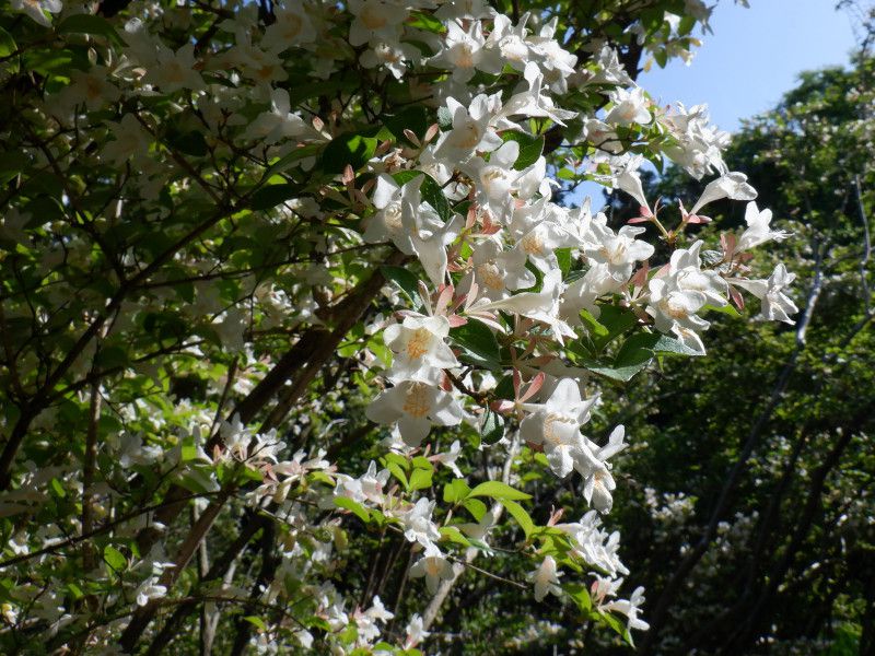 �c�N�o�l�E�c�M�i�ՉH����؁A�w���FAbelia spathulata�j