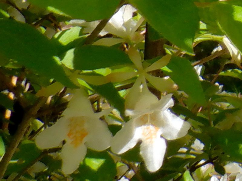 �c�N�o�l�E�c�M�i�ՉH����؁A�w���FAbelia spathulata�j