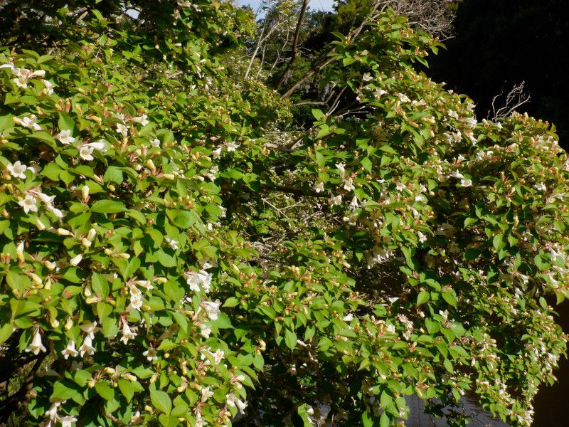 �c�N�o�l�E�c�M�i�ՉH����؁A�w���FAbelia spathulata�j