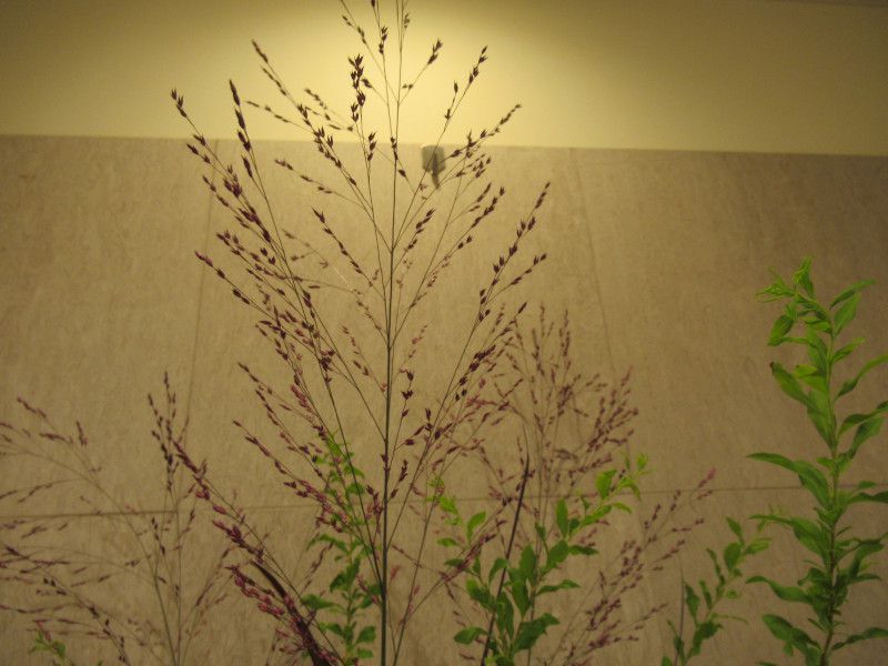 �p�j�J���E�X���[�N�O���X�iPanicum capillare�j