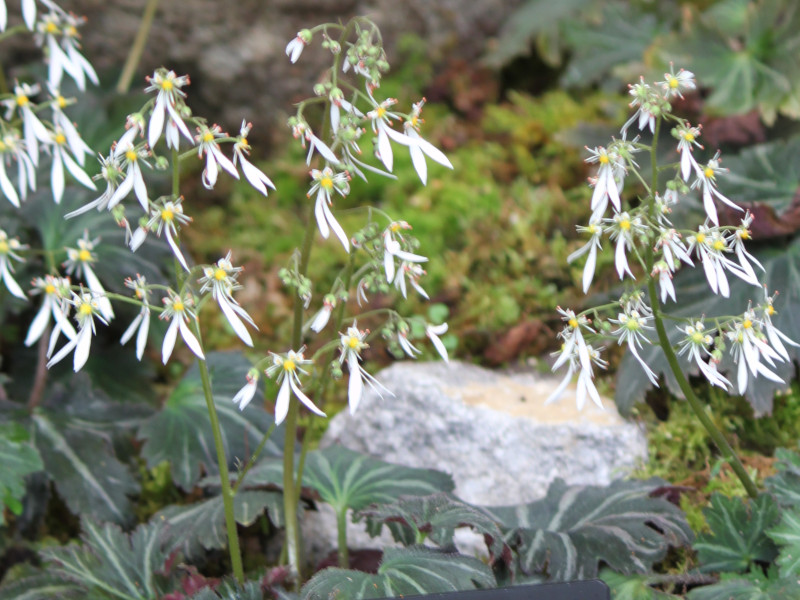 �W���W�\�E